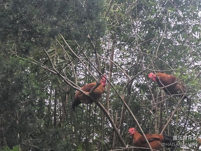 【身邊的小動(dòng)物】公雞