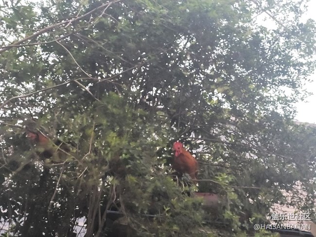 【身邊的小動(dòng)物】公雞