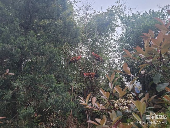 【身邊的小動(dòng)物】公雞