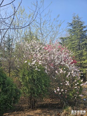春天的花朵