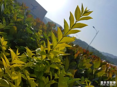 【美好時(shí)光】光線的故事