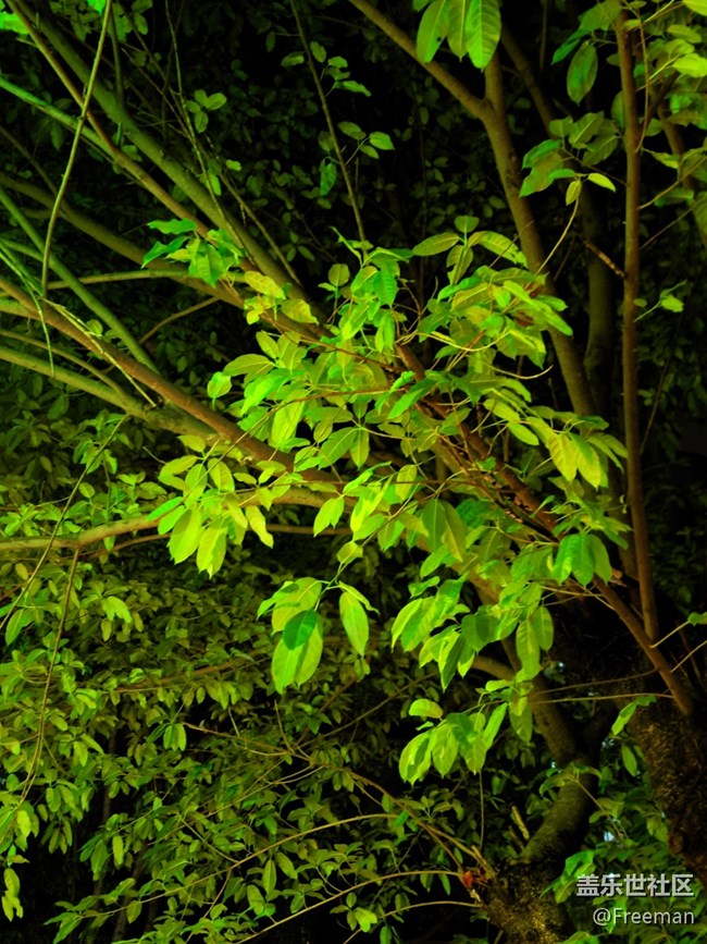 【生機盎然】新芽掛滿指頭