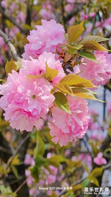 櫻花樹下