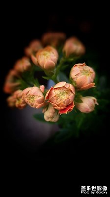 【美好時(shí)光】+長(zhǎng)壽花開(kāi)