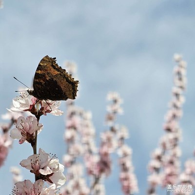 春天來的好慢，零星花開