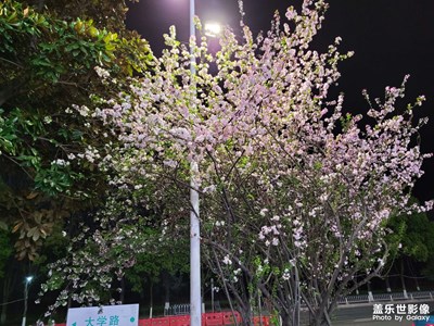 【美麗夜景】夜景花樹和夜色小吃包