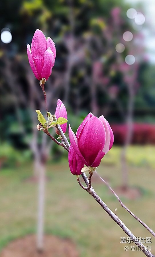 【嫩芽與春花】玉蘭花開