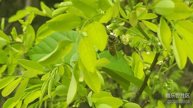 【身邊的小動(dòng)物】蜜蜂