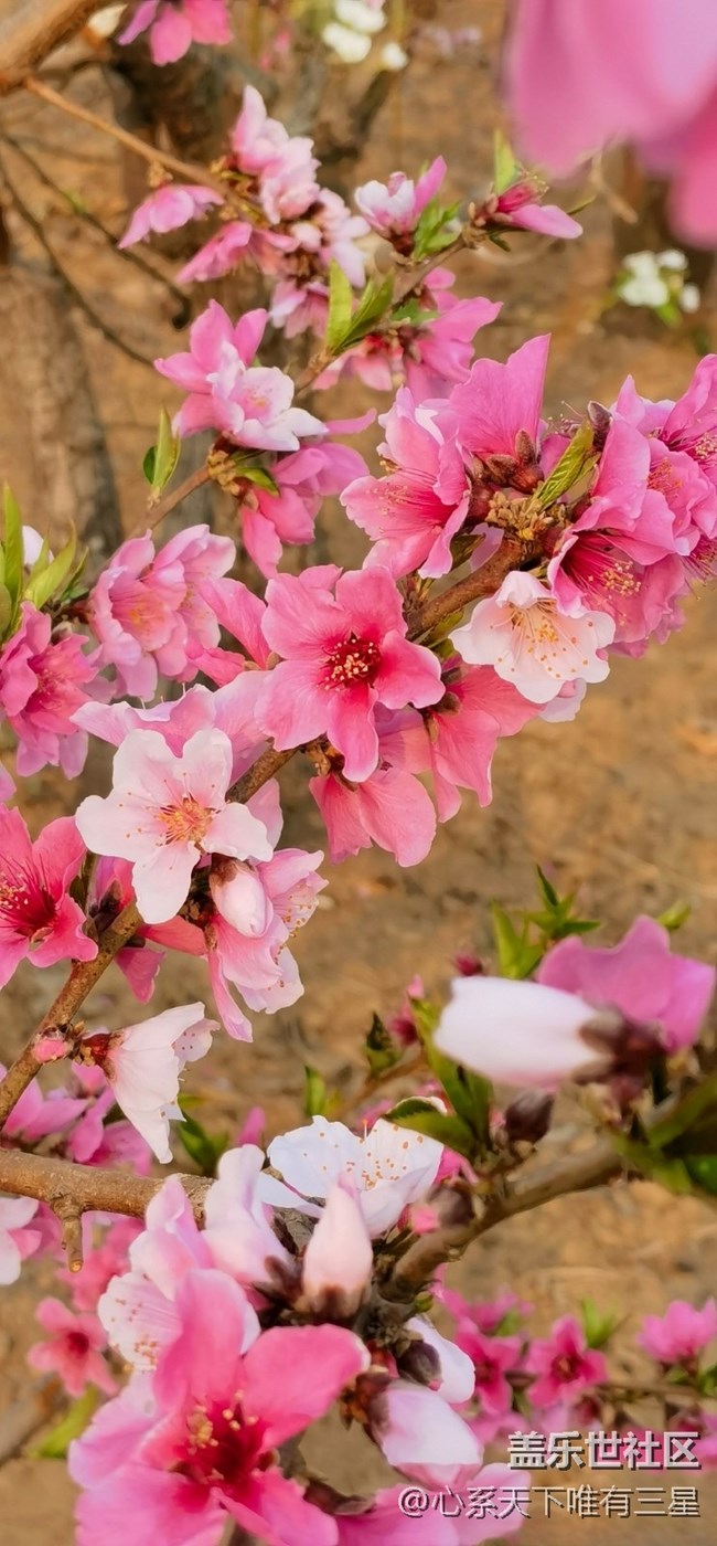 【嫩芽與春花】桃花盛開的地方—寧波奉化！