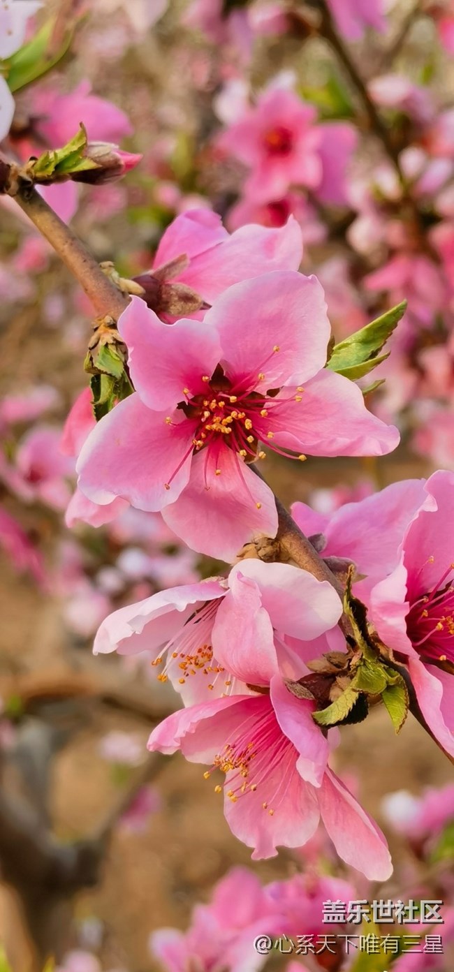 【嫩芽與春花】桃花盛開的地方—寧波奉化！
