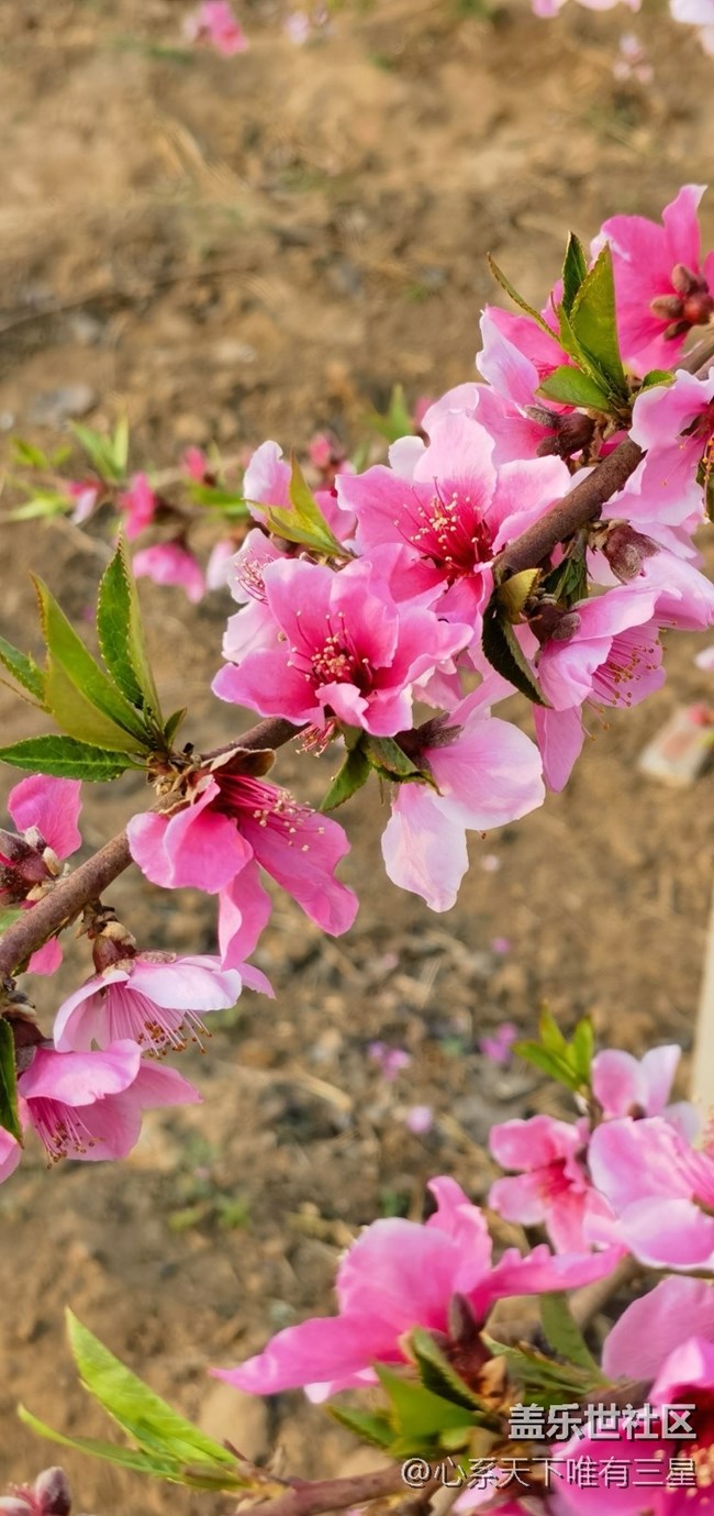 【嫩芽與春花】桃花盛開的地方—寧波奉化！