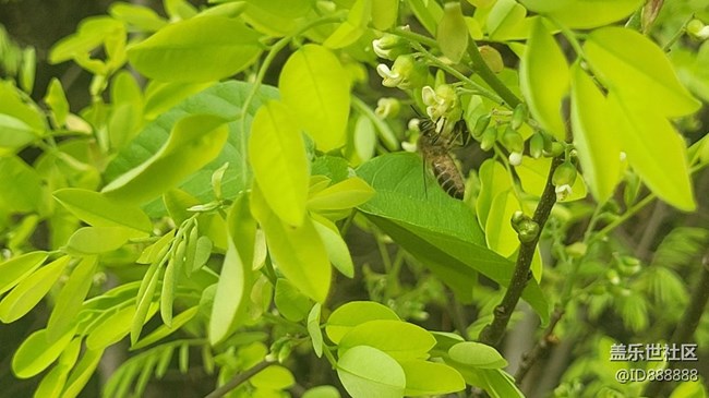 【身邊的小動(dòng)物】蜜蜂