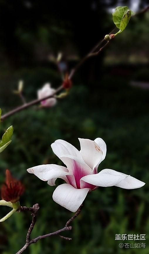 【嫩芽與春花】玉蘭花開