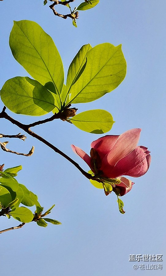 【嫩芽與春花】玉蘭花開