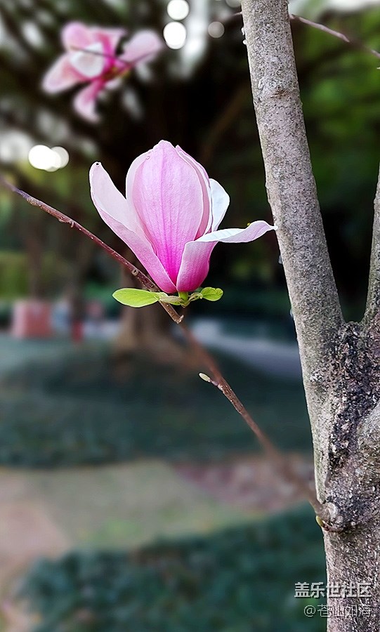 【嫩芽與春花】玉蘭花開