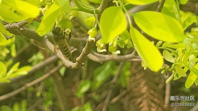 【身邊的小動(dòng)物】蜜蜂