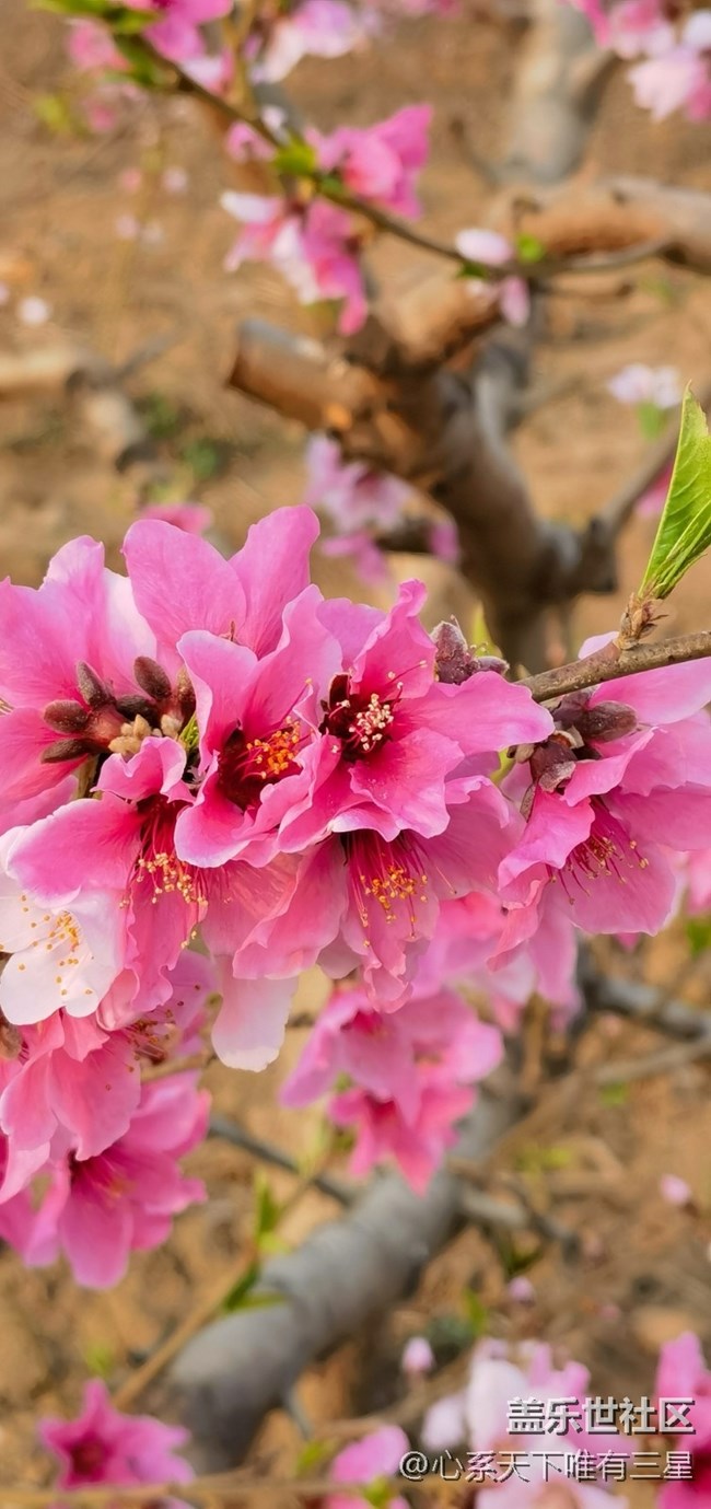 【嫩芽與春花】桃花盛開的地方—寧波奉化！