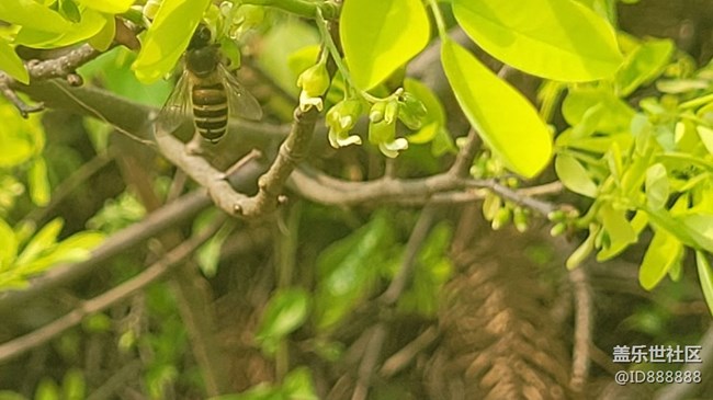 【身邊的小動(dòng)物】蜜蜂