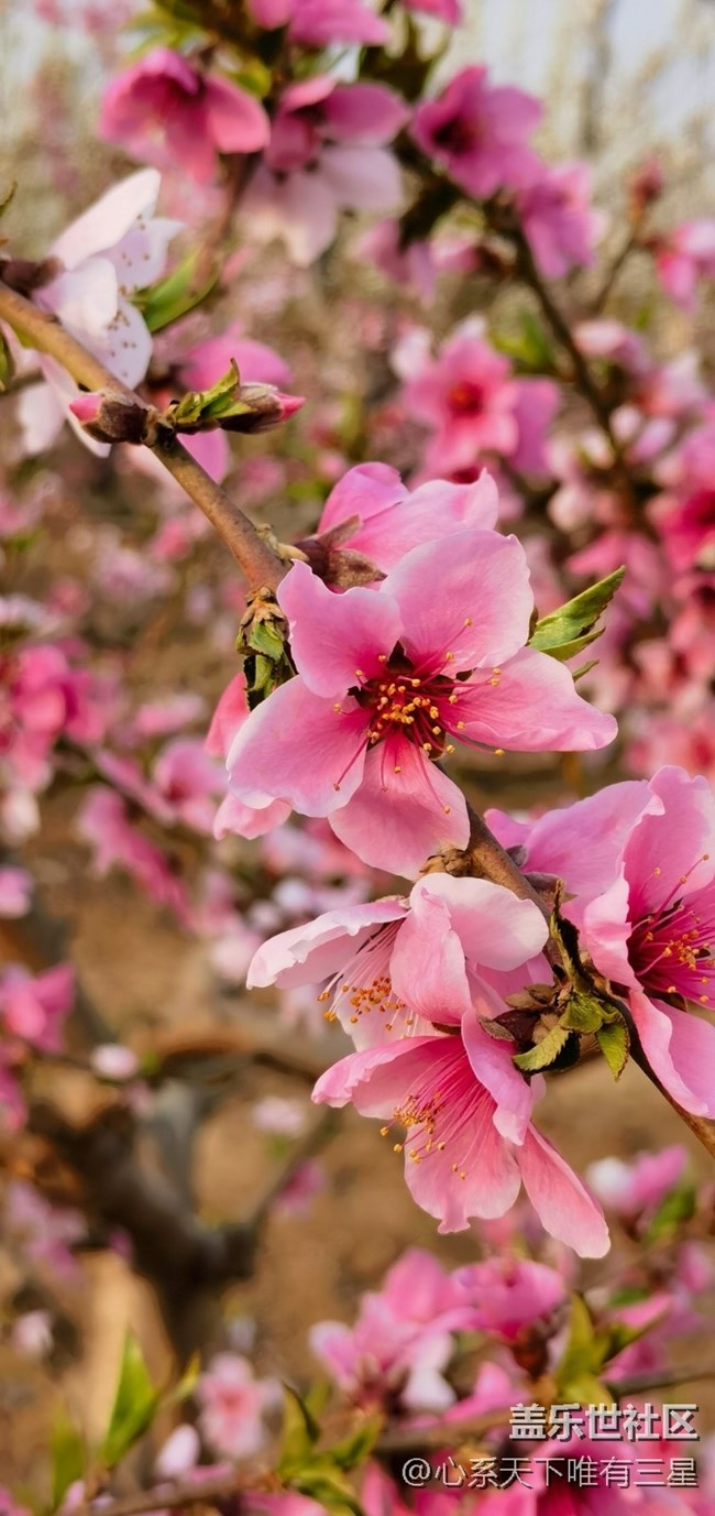 【嫩芽與春花】桃花盛開的地方—寧波奉化！