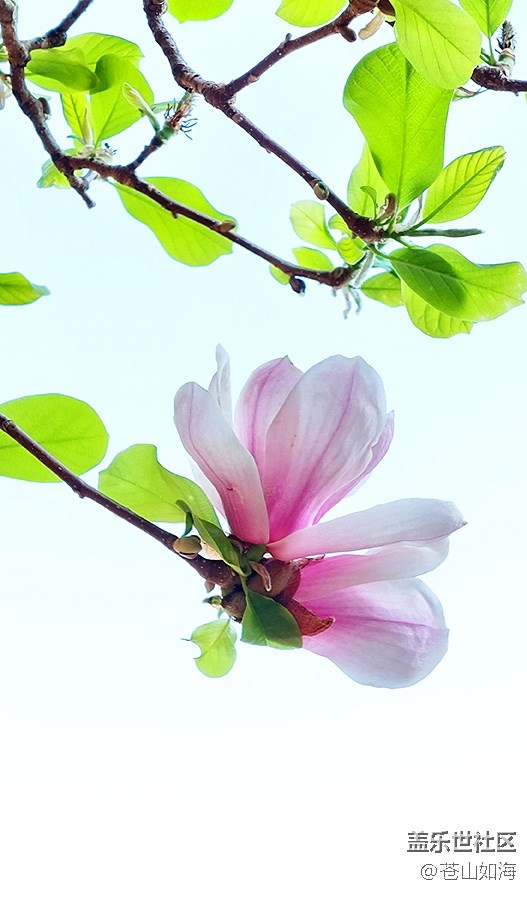 【嫩芽與春花】玉蘭花開