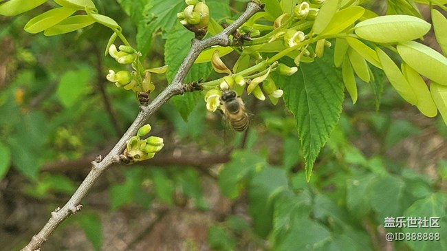 【身邊的小動(dòng)物】蜜蜂