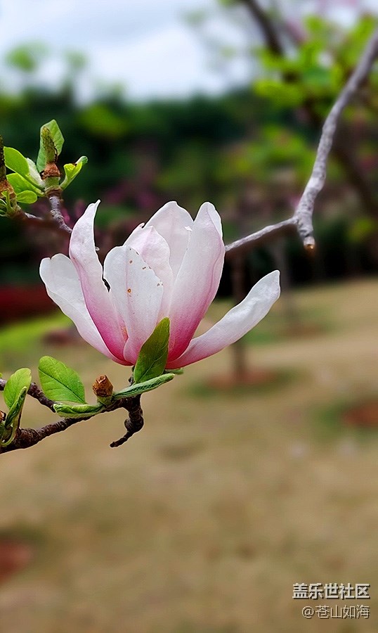 【嫩芽與春花】玉蘭花開