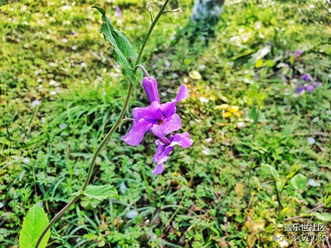 《不負(fù)春光》+萌動芽蘇