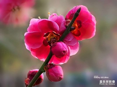 小紅花
