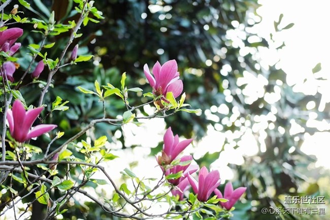 《不負(fù)春光》春意漸濃，生機(jī)盎然