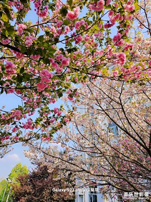 春暖花開，“櫻”你而來