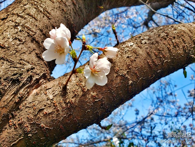 《不負(fù)春光》+萌動芽蘇