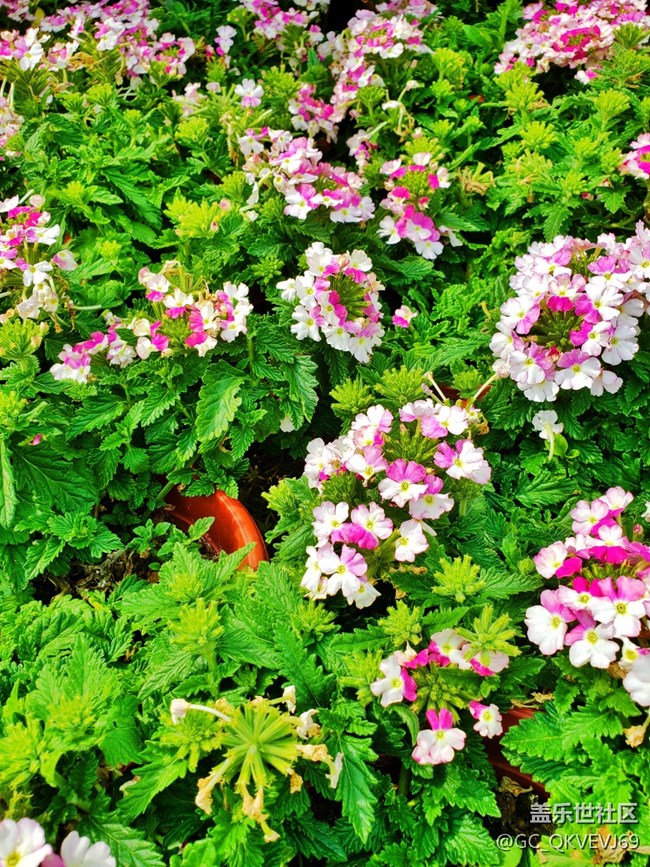 《不負(fù)春光》+萌動芽蘇