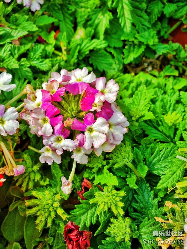 《不負(fù)春光》+萌動芽蘇