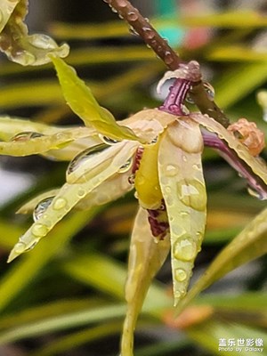 雨中蘭花