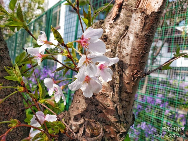 《不負(fù)春光》+萌動芽蘇