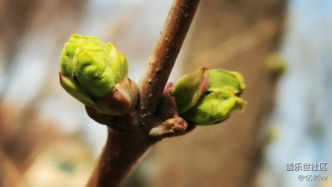 【生機(jī)盎然】春天樹綠發(fā)新芽