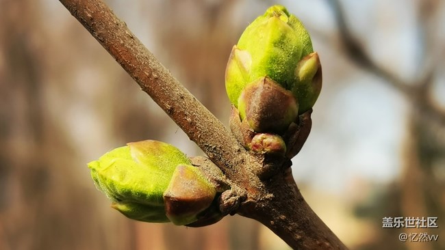 【生機(jī)盎然】春天樹綠發(fā)新芽