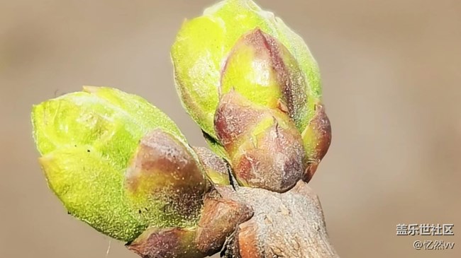 【生機(jī)盎然】春天樹綠發(fā)新芽