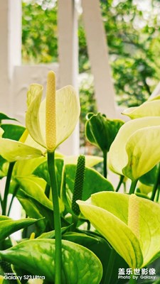 【生活的色彩】春日那些色彩繽紛的花兒