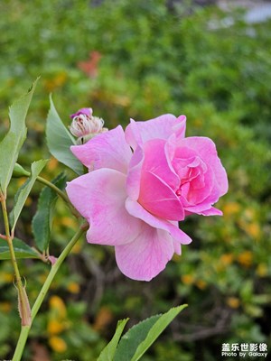 清明踏青隨拍