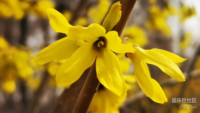 【生機(jī)盎然】連翹花開
