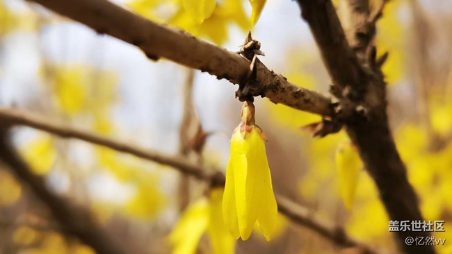 【生機(jī)盎然】連翹花開