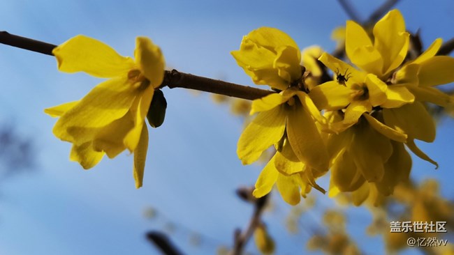 【生機(jī)盎然】連翹花開