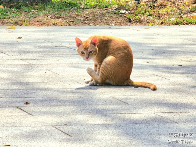 【身邊的小動(dòng)物】可愛(ài)的們~