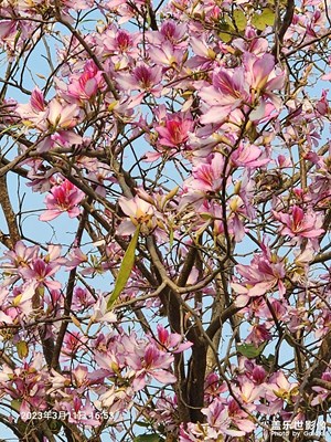 春暖花開