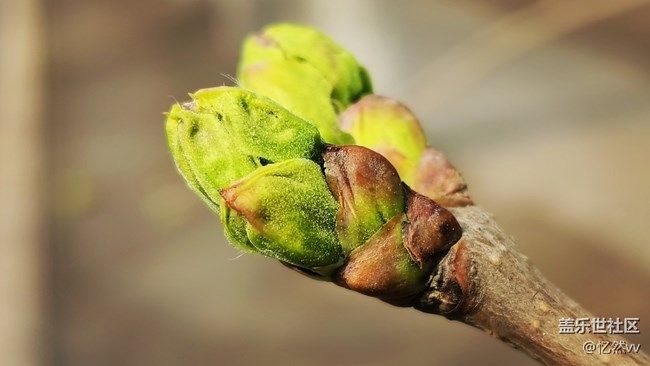 【生機(jī)盎然】春天樹綠發(fā)新芽