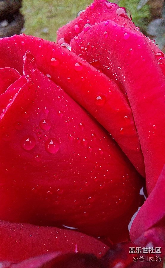 《不負(fù)春光》雨后花香