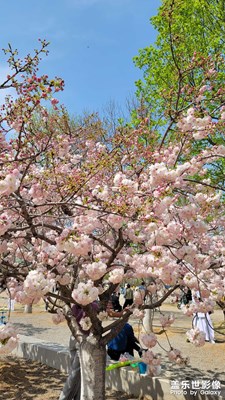 櫻花節(jié)