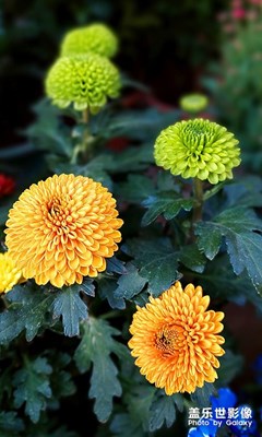 【拍有趣味】花市隨拍