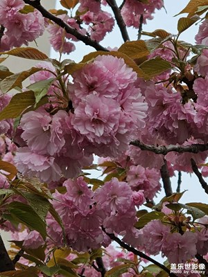 清晨小公園